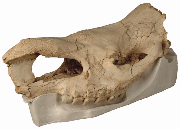 Skull remains female Hundsheim rhinoThuringia